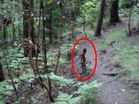 Youtube: Something in the woods