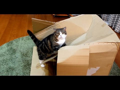 Youtube: どうしても乗りたいねこ。-Maru wants to get on the box by all means.-