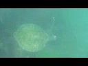 Youtube: La Jolla - Green Sea Turtle