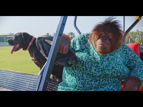 Youtube: Animalia - Orangutan Rambo and pal Blue go for a spin together