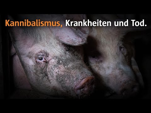 Youtube: Eine Nacht im „Tierwohl“-Stall