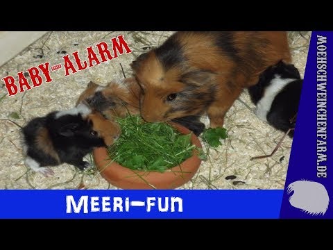 Youtube: Meerschweinchen Babys an Tag 2 (ganz süß & niedlich)