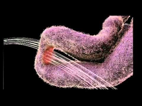 Youtube: Drew Berry - Astonishing Molecular Machines