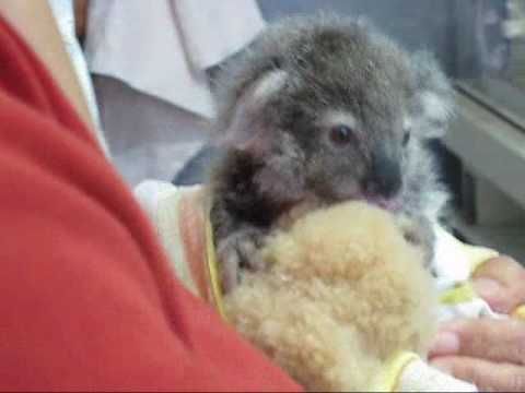 Youtube: Tinkerbell: tiny koala joey feeding