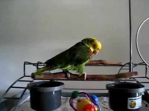 Youtube: Papagei schreit wie ein Baby