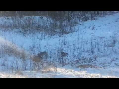 Youtube: Wolves attacking a deer