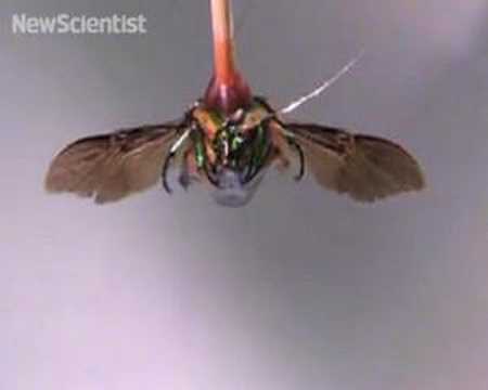 Youtube: Cyborg insects with wings controlled by humans