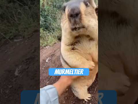 Youtube: Das verrückte Leben vom Murmeltier