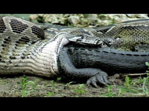 Youtube: Python eats Alligator 02, Time Lapse Speed x6