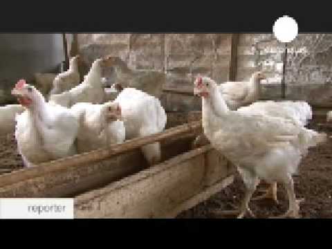 Youtube: Kamerun: Mit Zivilcourage zum Huhn im Topf