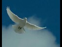Youtube: Scorpions - White Dove