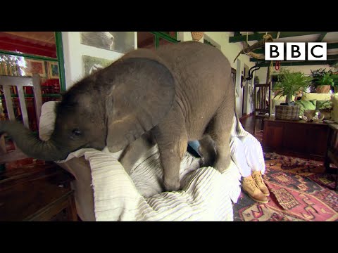Youtube: Baby elephant causes havoc at home - BBC