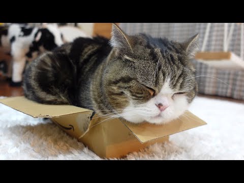 Youtube: ひっそりと壊れる箱とねこ。-Maru and the box which breaks quietly.-