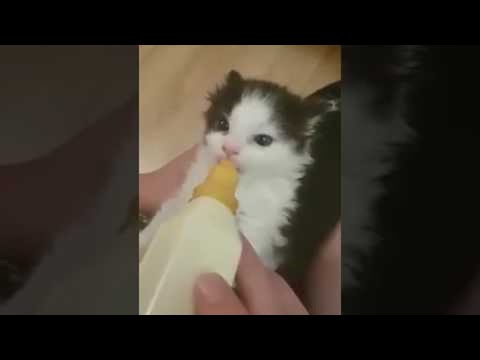 Youtube: Rescue Kitten Wiggles His Ears || ViralHog