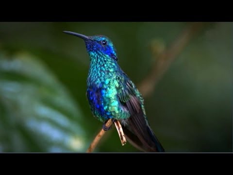 Youtube: Kolibri - virtuose Flugkünste