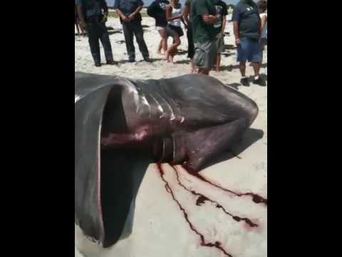 Youtube: Shark washed up on long island beach July 14, 2009