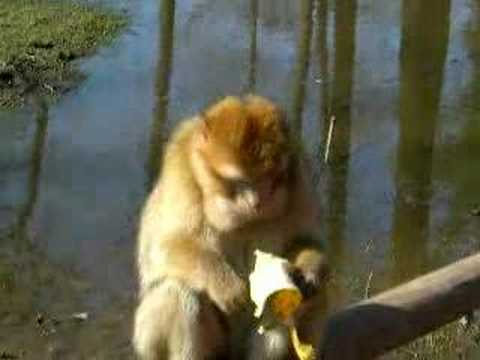 Youtube: Der Affe mit meiner Banane