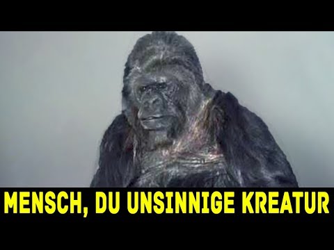 Youtube: Du glaubst nicht was dieser Gorilla sagt!