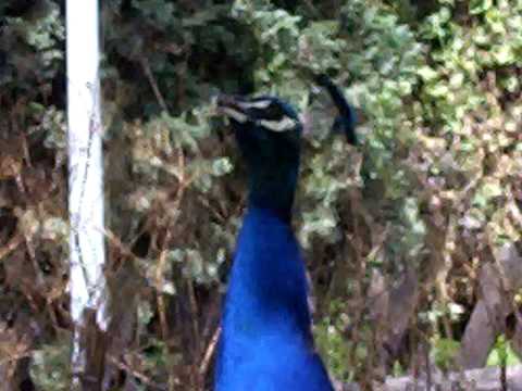 Youtube: Der Feldkirchener Pfau Schreit