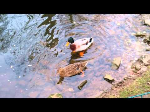 Youtube: Ostern Tierpark 2016