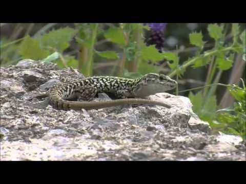 Youtube: Richard Dawkins - Evolution Before Our Every Eyes - Lizards of Pod Mrcaru