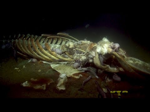 Youtube: Spookiest Deep Sea Sights of the 2019 Nautilus Expedition | Nautilus Live