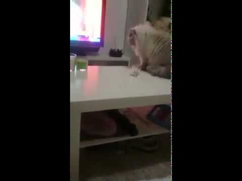 Youtube: Katze wirft Glass vom Tisch