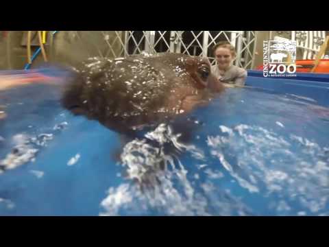 Youtube: Premature Baby Hippo Fiona Underwater Pool Time - Cincinnati Zoo