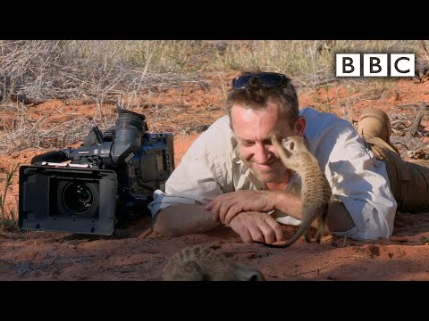 Youtube: Magic meerkat moments - BBC
