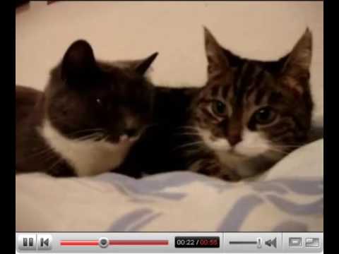 Youtube: Katzensprache 👍😜