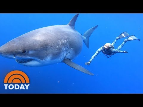 Youtube: Ocean Ramsey Shares Exclusive Video Of Swimming With Massive Great White Shark | TODAY