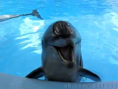 Youtube: Crazy Laughing Dolphin!