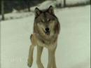 Youtube: SAVE THE WOLVES - Run by Snow Patrol