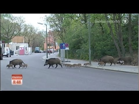 Youtube: Wildschweine entern die Hauptstadt Berlin