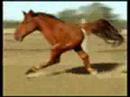 Youtube: Retarded Running Horse (Original)
