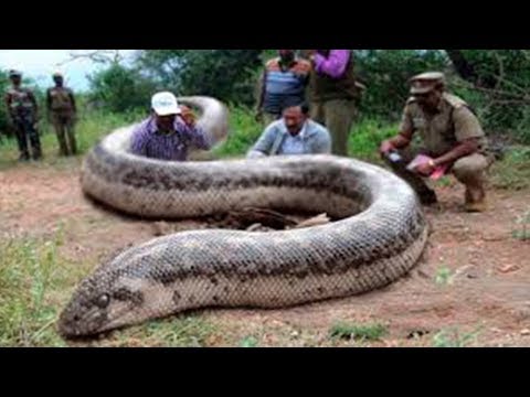 Youtube: 40 Größte Tiere Die Existieren!!