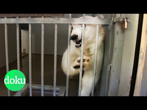 Youtube: Der Zoo: Tiergefängnis oder Artenschutz? | WDR Doku