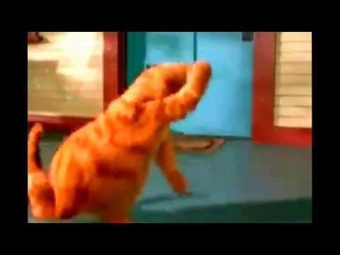 Youtube: Garfield Turkish Dance version.