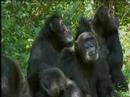 Youtube: Krieg der Affen - War of the apes