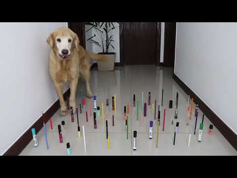 Youtube: Obstacle Challenge CAT vs DOG