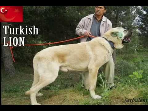 Youtube: Turkish Kangal - The biggest Dog in the World [HQ]