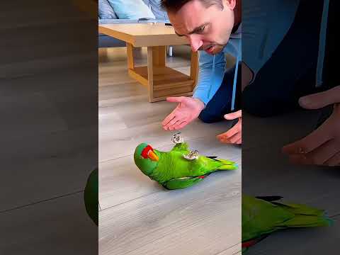 Youtube: Coco macht Joga 😂🦜
