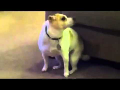 Youtube: Dog shakes his ass to music! XD