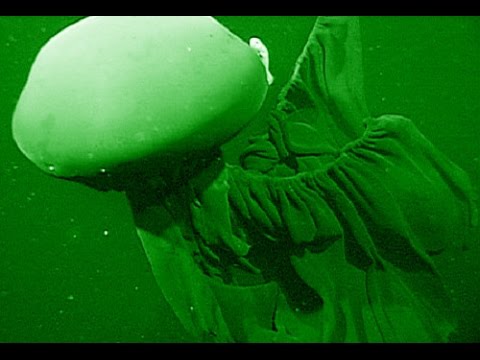 Youtube: Stygiomedusa Gigantea - Deepsea Oddities