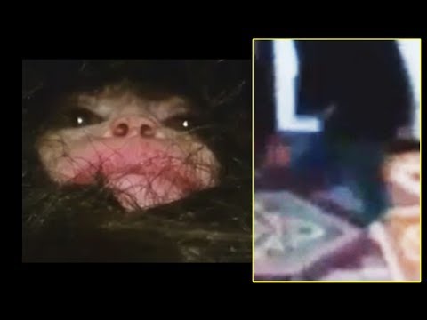 Youtube: Azerbaijan baby bigfoot - IT'S A MONKEY!!!