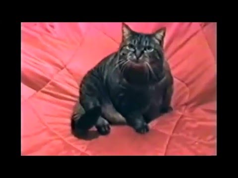 Youtube: Cat has a Vietnam flashback