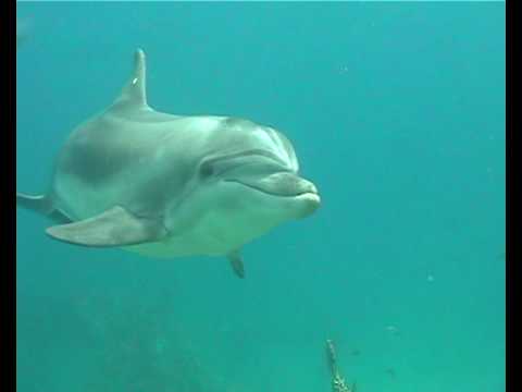 Youtube: Diving with dolphins, Eilat, Red Sea