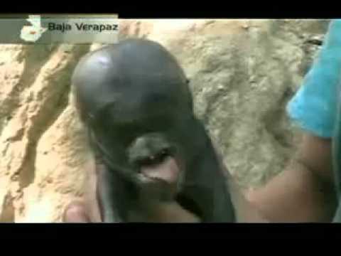 Youtube: Mutant pig 'alien' born in Guatemala