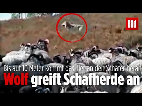 Youtube: Schäfer kämpft 45 Minuten lang mit einem Wolf