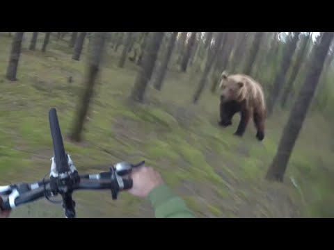 Youtube: Bear Attack, Man is trying to run away from attacking Bear: GoPro